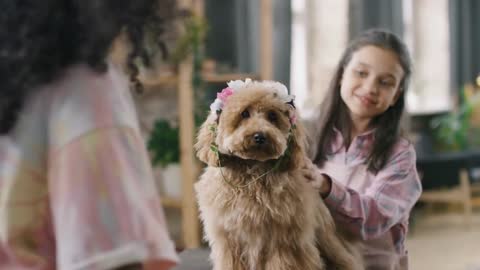 Handheld shot of cheerful girls putting cute headband on adorable maltipoo dog sitting on table