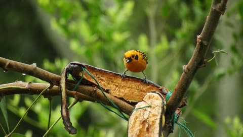 Bird Feeding on Banana