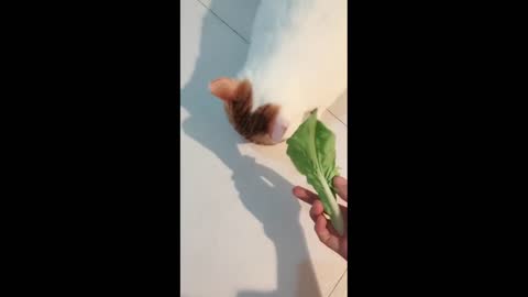 A cat eating vegetables with relish