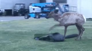 Deer stomping on rug