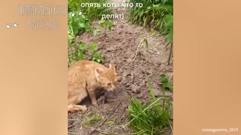 Funny Cats on TikTok That Will 100 Cure Your Mood