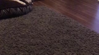 Kitten trying to play with staffie