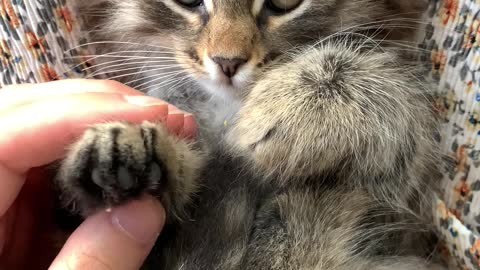 A Person Massaging the Paws of a Kitten