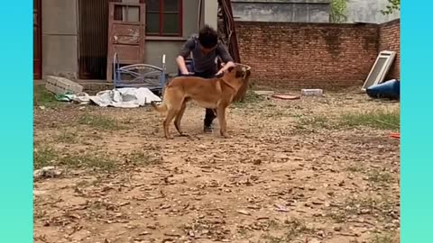 🐕baby dog2021🐶cute dogs🐕 funny dog,🐶dog compilation🐕short video🐶 cute animals videos🐕