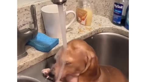 Cute dog bathing in a sink #shorts #cutedog #bathing