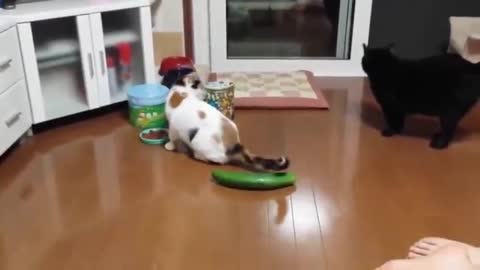 Funny Animals, Cat VS Cucumber!