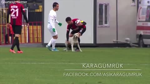 THIS DOG HALTED A FOOTBALL MATCH 🐶🐶⚽⚽⚽
