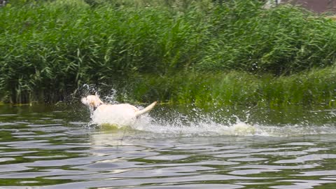 A dog walks in the lake quickly.