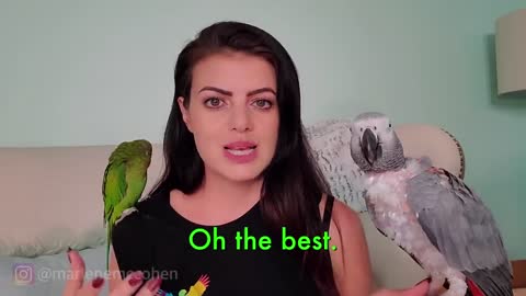 6 ways to teach a parrot how to start talking