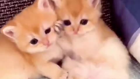 Adorable Kittens Playing with each other!