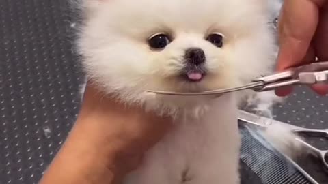 puppy hair trimming