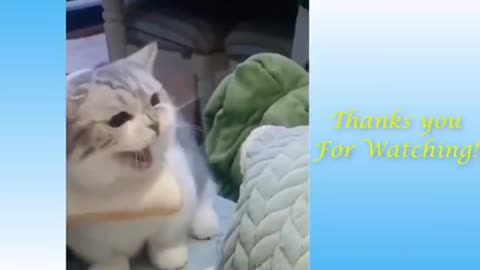Best funy cat videos