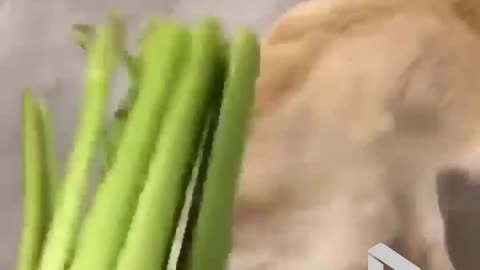 Dog doesn't like his veg