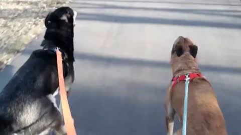 Fastest rollerblading with dogs pulling