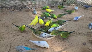 Dinner time for the Parakeets