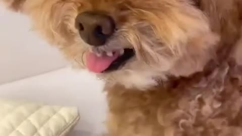 Hooman don't do that. Dog's Funny Reaction