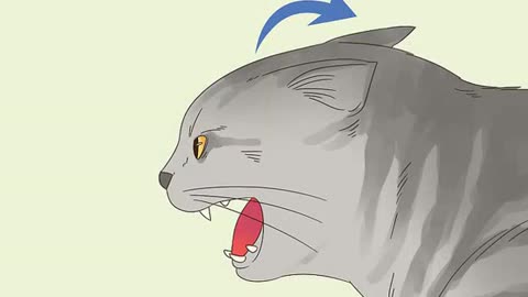 How to know if your cat is fighting or playing