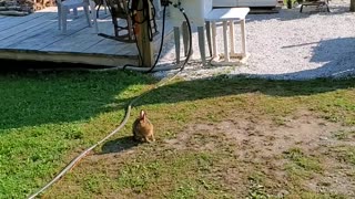 Rabbit Visitor