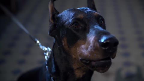The strength and horror of the Doberman