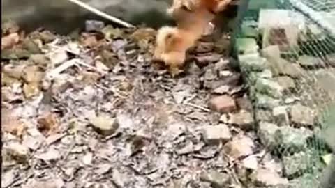 Dog Vs Chicken fight compilation