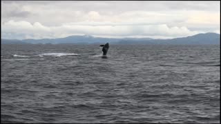 Orca Pod Having a Party