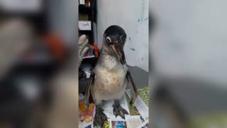 Starving Penguins Rescued After Dog Attack In Home