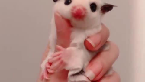 sugar glider videoss, ugar glider guardians so cute