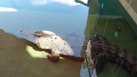 Crocodile and his inseparable friend