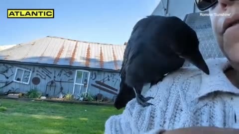 Woman shows off her ultra-affectionate pet crow, Frankie