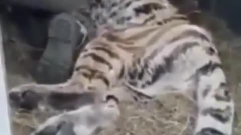 Un fuerte dolor lleva a un hambriento tigre a salir de su hábitat en busca de ayuda humana