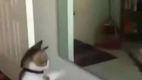 Cat is dancing next to a mirror Funny Video!