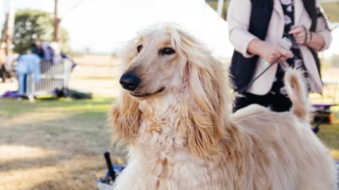 TOP 10 Weirdest Dog Breeds In The World!🐕