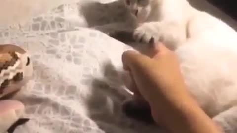 Funny This Video for Teaching Cat How to Protect HerSelf