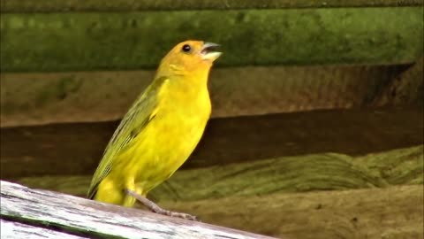 Canto Para Esquentar o Canário da Terra - Gravado ao Vivo na Natureza ✔