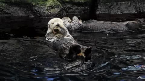 Beaver swimming with family