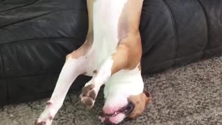 Pit Bull puppy sleeps upside down