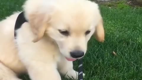 Golden Retriever Puppies - Funniest & Cutest Puppy Cuteness Overload