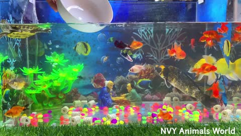 Amazing fish tank so much fun