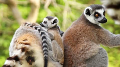 Ring-tailed lemur