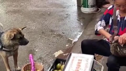 Dog is purchasing fruits