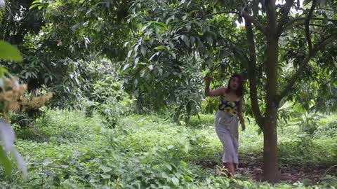 Primitive Edias- Looking for mangoes in the forest .