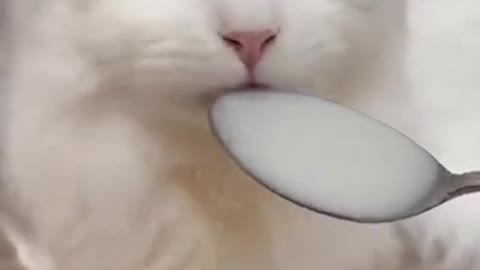 Cute cat drink the milk funny video