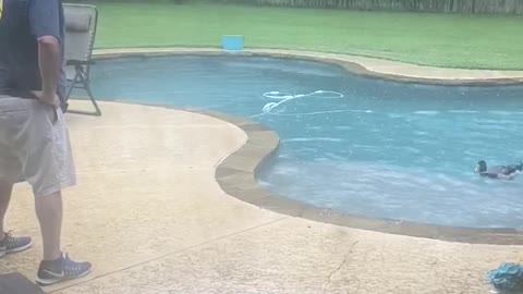 Dude and His Duck Play by the Pool