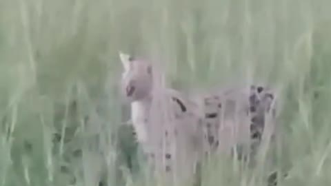 Serval cat looking frogs for lunch