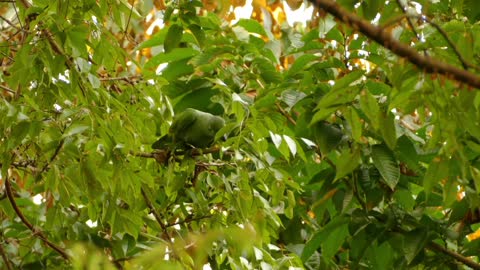 Breathtaking Colorful Birds of the Rainforest2 Part.FHVpZR