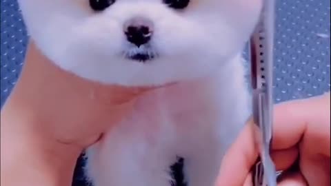 cute and funny puppies