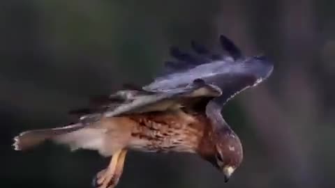 A red-tailed hawk stabilizing its head to stay focused on prey as it hovers in gusting