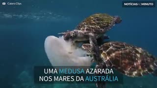 Três tartarugas dividem uma deliciosa medusa