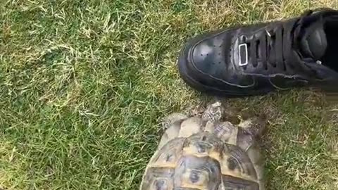 Turtle Has Identified It's Enemy