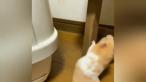 Adorable Animals Videos Playlist Puppy Kitty Hamster | Funny Animal Videos for Kids to Laugh